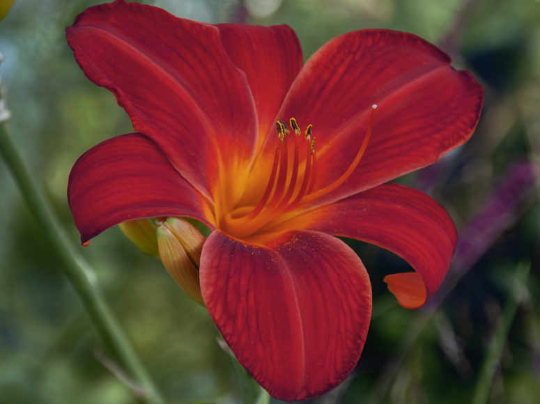 Rotes Rathaus daylily by Dr. Tomas Tamberg